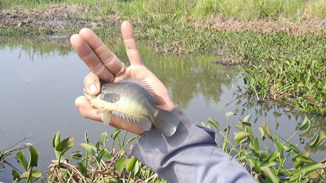 Trúng đậm với mồi trứng kiến#cauca 