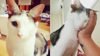 A Kitten That Was Rescued And Has One Eye and 4 Ears Finds a Forever Home by Catory 621 views 4 months ago 1 minute, 56 seconds