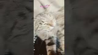 моя синди ❤️