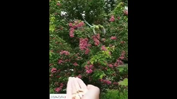 سورة الضحى بصوت راااائع