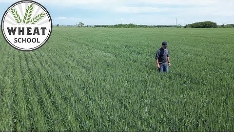 Wheat School: Staging the crop and timing the pass to make the most of T3 application
