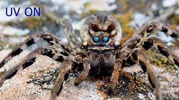 MACROVIDEO - Wolf spider eyes under UV light