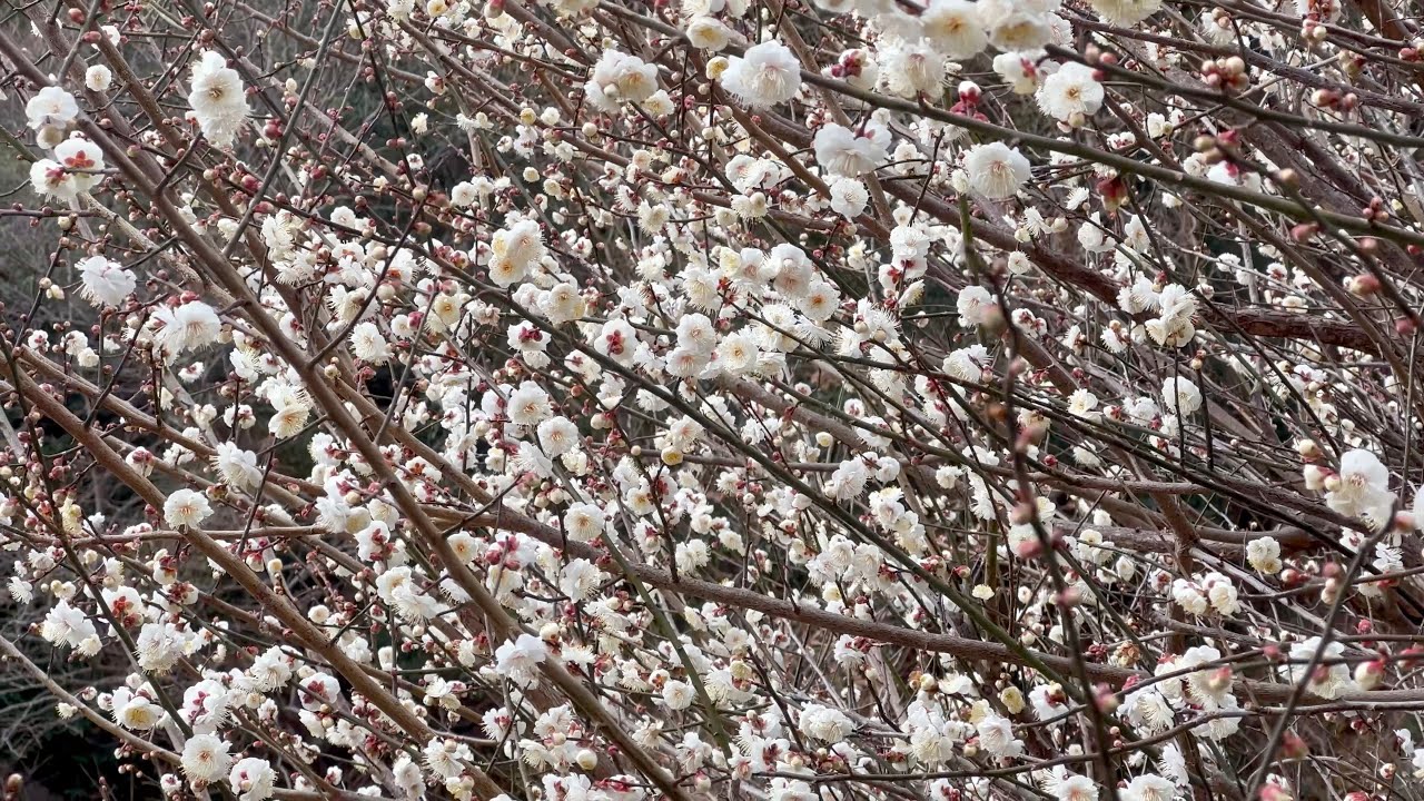 2022/01/17　蝋梅・白梅・紅梅　松軒山公園　〜愛媛県愛南町〜