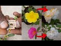 How to grow portulaca multicolor  moss rose  flower hybrid mixed colour