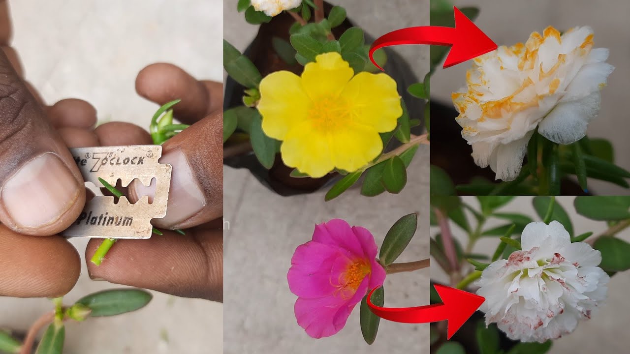 How to grow portulaca multicolor _ moss rose _ Flower Hybrid mixed colour