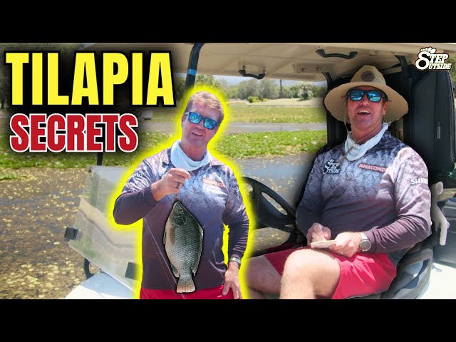 Ultimate Secrets of Tilapia, How to catch Australia's noxious species