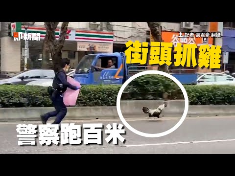 台北街頭上演「鴿子抓雞」 牠竄逃90分鐘...警跑百米狂追｜社會｜寵物動物｜搞笑