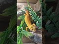 gekon się aktywizuje #hobby #jaszczur #jaszczurka #zwierzęta #gekon #śmiesznefilmy