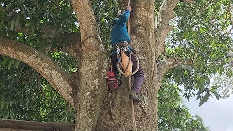 Cưa  cây  xoài  siêu  khủng ,Siêu  nhánh ,Nghiêng  vào  nhà  ,Cưa  cây  kỷ thuật  cao