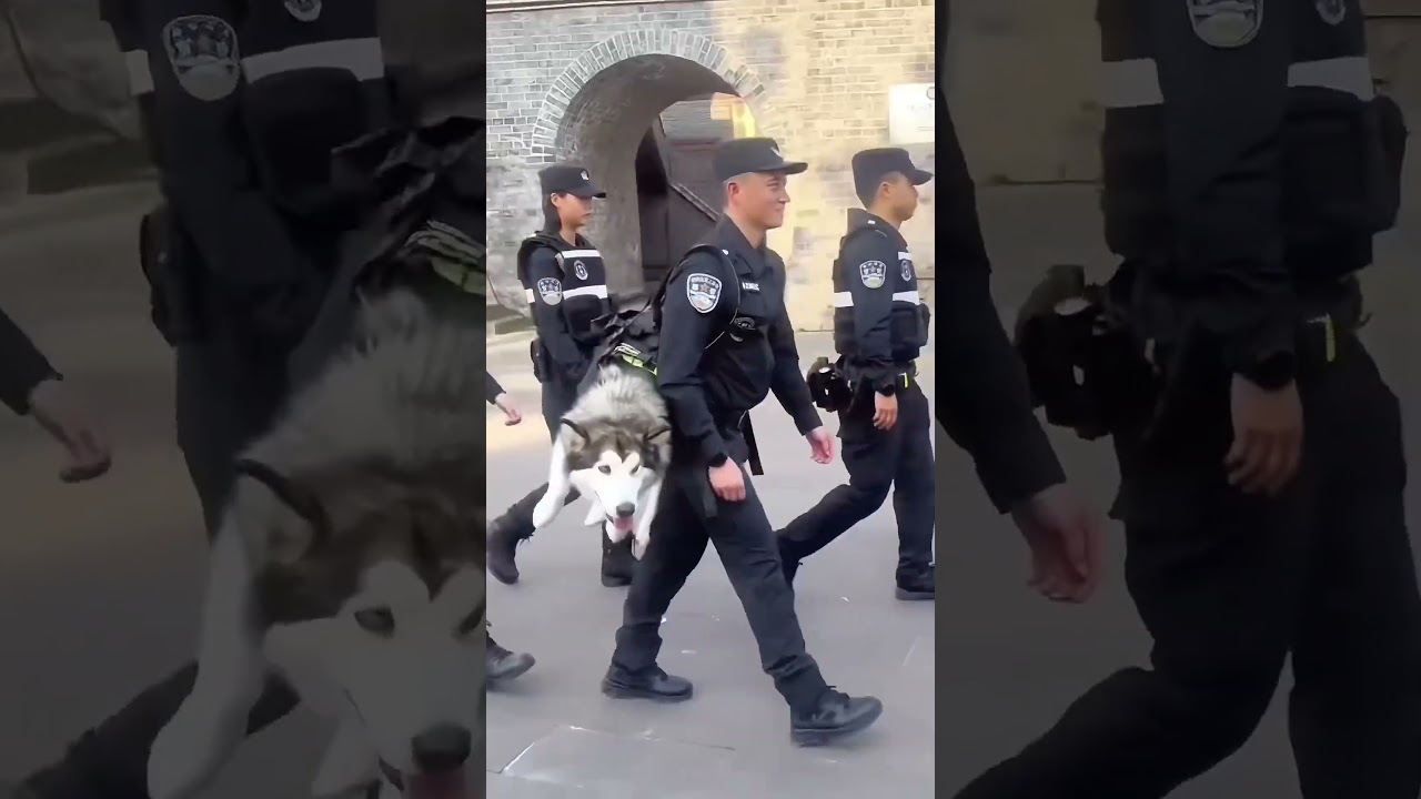 Meet the Cop Dog Who Rides Like a Boss😂 