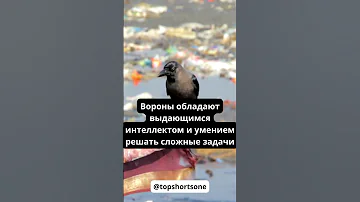 Тайные знания черных перьев. Ворона