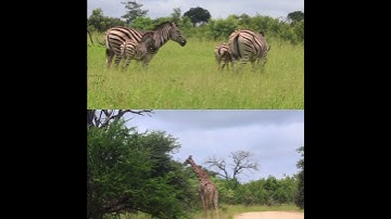 Giraffe and Zebra grazing #wildphotography #animals #nature #animals
