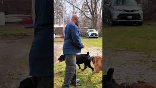 She’s Just Not Ready Yet #boerboels #protectiondogs #dogbreeding