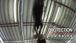 Executive Family Protection Dog "Testimony from Client" Elite Level Home Raised Personal Protection