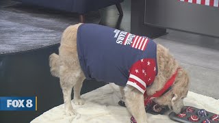 New Day Cleveland: Furry Tail Shack