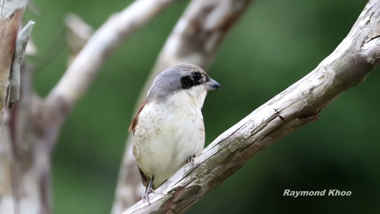 Tiger shrike (Lanius tigrinus) - Bidadari Singapore 