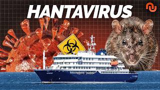 Pourquoi le Hantavirus ne sera jamais le « prochain Covid » (et tant mieux)