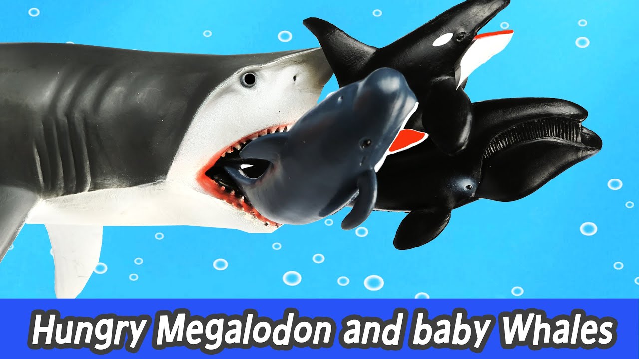 En Hungry Megalodon And Baby Whales Sharks And Whales Cartoons For Kids Collectaㅣcocostoy Youtube