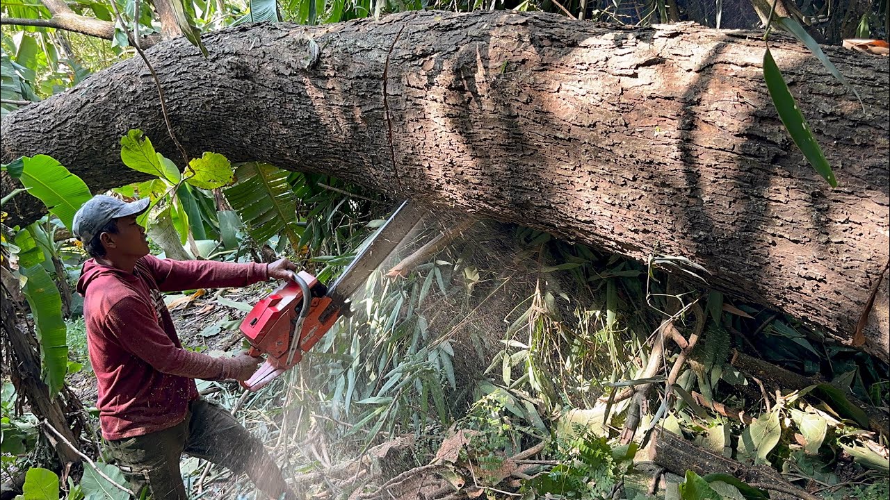Long hard day of work! Felling 2 trembesi trees with monster chainsaw ...