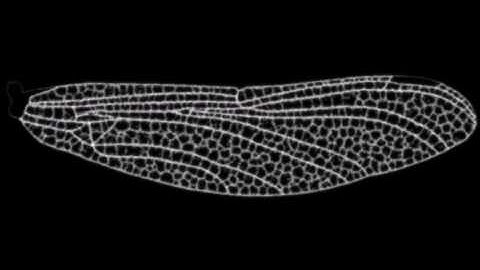 Pattern Formation - Dragonfly Venation