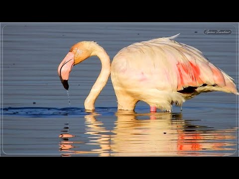 Βίντεο: Πουλιά ροζ ψαρόνια. Τροφική αλυσίδα από ροζ ψαρόνια