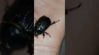 Insetos mansão #insects #animals #shorts