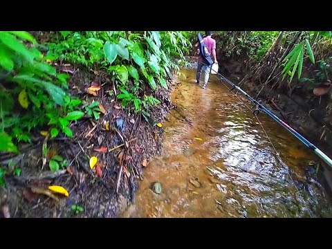 Video: Gudgeon, Gaya Hidup Dan Tabiat. Memancing Ikan Gudgeon