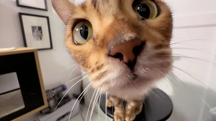 Video 4926681: sweet bengal cat, bengal cat jumping, born bengal, small kitten, kitten big, kitten playing