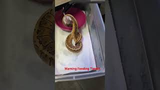 Celebrity Lemon Blast Ball Python feeding time. #snake Net Worth