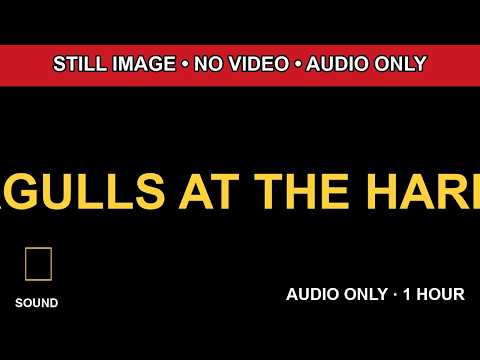 1 Hour SEAGULLS AT THE HARBOR Black Screen Audio Only HD