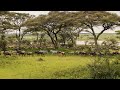Wildebeest On The Way To Cross Lake Ndutu Tanzania 2021 Wildebeest On The Way To Cross Lake Ndutu Tanzania 2021