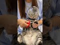 🐱暴れ猫が急におとなしく!?宇宙船カラーが便利すぎた🚀✨ #猫用品