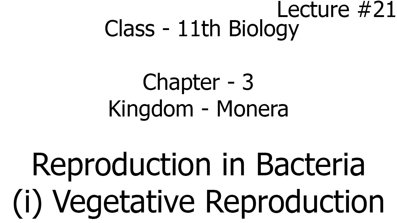 reproduction in bacteria - vegetative reproduction | kingdom monera |  biology | chapter 3 | class 11