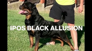 IPOS BLACK ALLUSION ||Grand Father of •Litter "W" of Gehlaut|| HD-A /ED-BL (Owner - Dejan Milosevic)