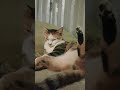 Hime si dewi molor ketemu hawa dingin hujan 😴😴😪 #cat #catvideos #hime #fyp