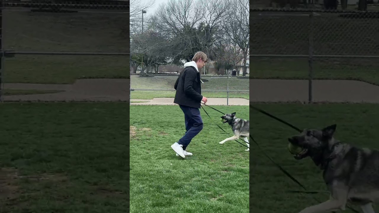 Using TREATS vs. PLAY as a reward