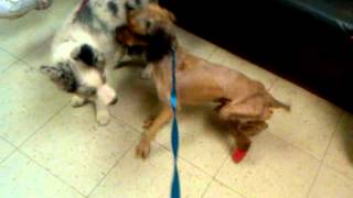4 17 12 video