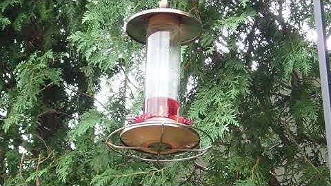 Female Ruby-Throated Hummingbird visit