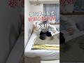 猫と暮らして被害に遭うもの5選！ #cat #猫動画 #猫になりたい #猫好きさんと繋がりたい #猫 #猫動画 #猫あるある #猫との暮らし #shorts #やっぱり猫が好き