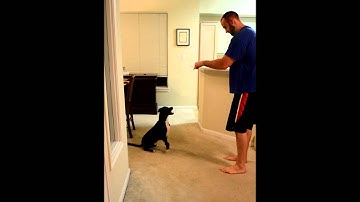 Operant Conditioning  Shaping