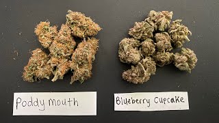 indoor harvest 2023: Poddy mouth vs Blueberry cupcake