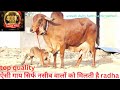 aravali dairy farm top breed gir cow 100% pure 9983954391