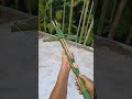 Bamboo revolver #bts #kpop #bts_official_bighit #신선놀음 #do_it #suga