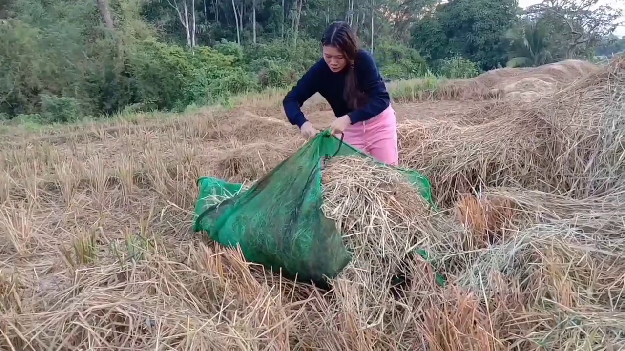 Organic Fertilizer from Rice Straw and Droppings