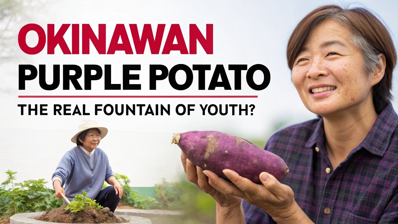 Окинавский фиолетовый картофель: настоящий источник молодости?