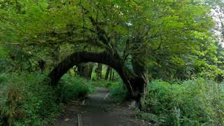 Treadmill Workout Rainforest Hoh Olympic National Park - 4K