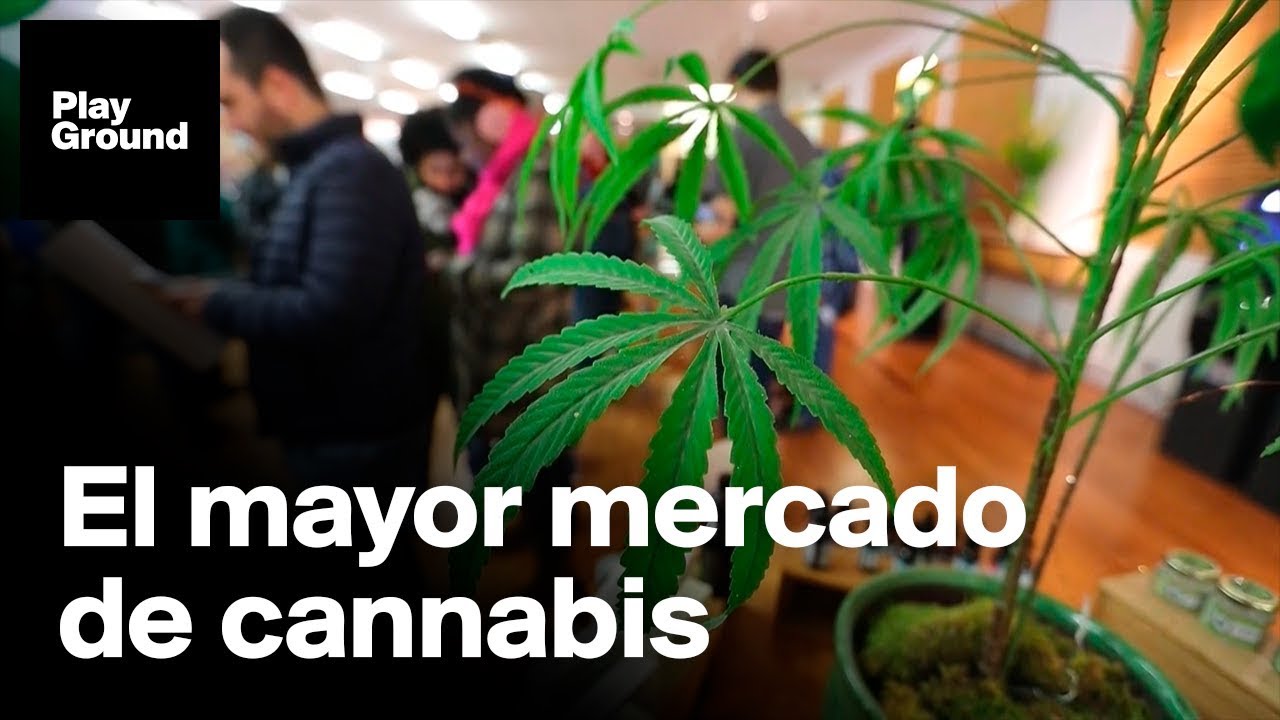 Largas colas para comprar marihuana. Ya es legal en California.