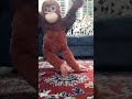 dancing monkey # punch monkey