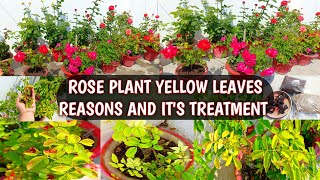 WHY ROSE PLANT LEAVES ARE TURNING YELLOW ?🤔 IT'S REASONS 🧐 AND 100 % SOLUTION WITH TREATMENT 😍🌹