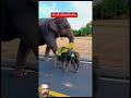 #animals #elephant #funny #funnyelephant #funnyanimal #cute #wildlifeentertainment #babyanimal